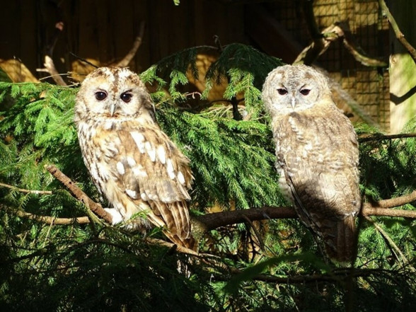 ISSP UL’s scientists participate in a study of owl luminescence at the Riga National Zoo